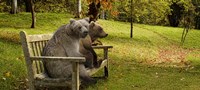Bears sitting on a bench by Panoramic Images - 27" x 9"
