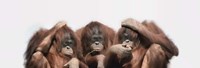Close-up of Three Orangutans