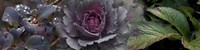 Close-up of leaves and ornamental cabbage with water droplets Fine Art Print