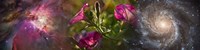 Close-up of flowers and universe Fine Art Print