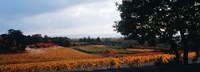 Autum in the Vineyards, Provence-Alpes-Cote d'Azur, France Fine Art Print