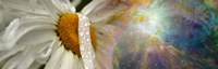Daisy with Hubble cosmos Fine Art Print