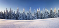 Snow covered trees on a landscape, Belchen Mountain, Black Forest, Baden-Wurttemberg, Germany Fine Art Print