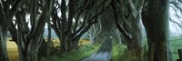 Road at the Dark Hedges, Armoy, County Antrim, Northern Ireland Fine Art Print