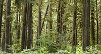 Trees in a forest, Quinault Rainforest, Olympic National Park, Washington State Fine Art Print