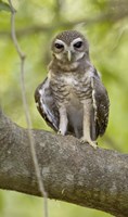 Close-up of White-Browed Hawk Owl (Ninox superciliaris), Madagascar by Panoramic Images - 11" x 19"