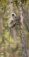 Hanuman langur (Semnopithecus entellus) on a tree, India Fine Art Print