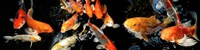 Koi Swimming Fine Art Print