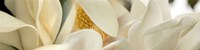 Close up of Magnolia Fflowers Fine Art Print