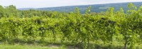 Grapevines in a vineyard, Finger Lakes, New York State, USA Fine Art Print
