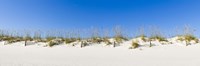 Sand dunes on Gulf Of Mexico, Orange Beach, Baldwin County, Alabama, USA by Panoramic Images - 27" x 9"