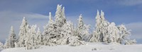 Frost and ice on trees in midwinter, Crater Lake National Park, Oregon, USA Fine Art Print