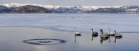 Whooper swans (Cygnus cygnus) on frozen lake, Lake Kussharo, Akan National Park, Hokkaido, Japan Fine Art Print