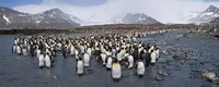 King penguins colony, St Andrews Bay, South Georgia Island Fine Art Print