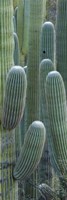 Saguaro cacti, Oro Valley, Arizona, USA Fine Art Print