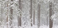 Snow covered Ponderosa Pine trees in a forest, Indian Ford, Oregon, USA Fine Art Print
