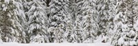 Snow covered pine trees, Deschutes National Forest, Oregon, USA Fine Art Print
