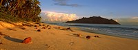 Coconuts on a palm lined beach on North Island with Silhouette Island in the background, Seychelles Fine Art Print