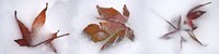 Three fall leaves in snow by Panoramic Images - 33" x 8"