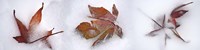 Three fall leaves in snow Fine Art Print