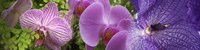 Details of violet orchid flowers Fine Art Print
