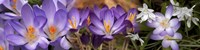 Details of purple and white  flowers by Panoramic Images - 33" x 8"