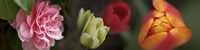 Details of Colorful Tulip Flowers Fine Art Print