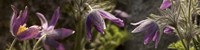 Details of Purple Furry Flowers