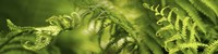 Close-up of multiple images of ferns Fine Art Print