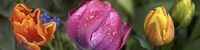 Close up of Colorful Tulips Fine Art Print