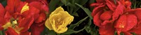 Close-up of red and yellow tulips Fine Art Print