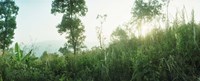 Sunlight coming through the trees in a forest, Chiang Mai Province, Thailand Fine Art Print
