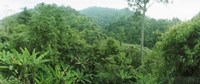 Vegetation in a forest, Chiang Mai Province, Thailand Fine Art Print
