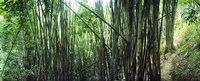 Bamboo forest, Chiang Mai, Thailand Fine Art Print