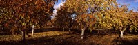 Almond Trees during autumn in an orchard, California, USA Fine Art Print