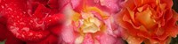Close-up of three Rose flowers by Panoramic Images - 33" x 8"
