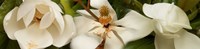 Close-up of white magnolia flowers by Panoramic Images - 33" x 8"