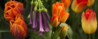 Close-up of orange and purple flowers by Panoramic Images - 30" x 12"