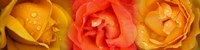 Close-up of roses with dew drops Fine Art Print