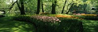 Tulip flowers and trees in Keukenhof Gardens, Lisse, South Holland, Netherlands Fine Art Print