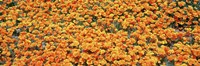 High angle view of California Golden Poppies, Antelope Valley California Poppy Reserve, California, USA by Panoramic Images - 27" x 9"