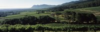 Vineyard with mountains, Constantiaberg, Constantia, Cape Winelands, Cape Town, Western Cape Province, South Africa Fine Art Print