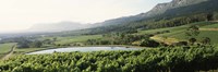 Vineyard with Constantiaberg mountain range, Constantia, Cape Winelands, Cape Town, Western Cape Province, South Africa Fine Art Print