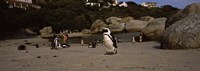 Colony of Jackass penguins with tourists, Boulder Beach, False Bay, Cape Town, Western Cape Province, Republic of South Africa Fine Art Print