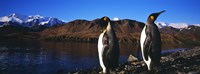 Two King penguins on shore of Cumberland Bay East, King Edward Point, Cumberland Bay, South Georgia Island Fine Art Print