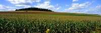 Field Of Corn With Tractor In Distance, Carroll County, Maryland, USA Fine Art Print