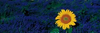 France, Provence, Suze-La-Rouse, sunflower in lavender field by Panoramic Images - 36" x 12"