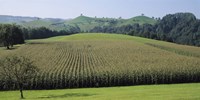 Switzerland, Canton Zug, Panoramic view of Cornfields Fine Art Print