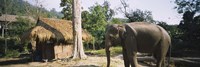 Elephant standing outside a hut in a village, Chiang Mai, Thailand Fine Art Print