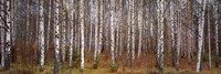 Silver birch trees in a forest, Narke, Sweden by Panoramic Images - 36" x 12"
